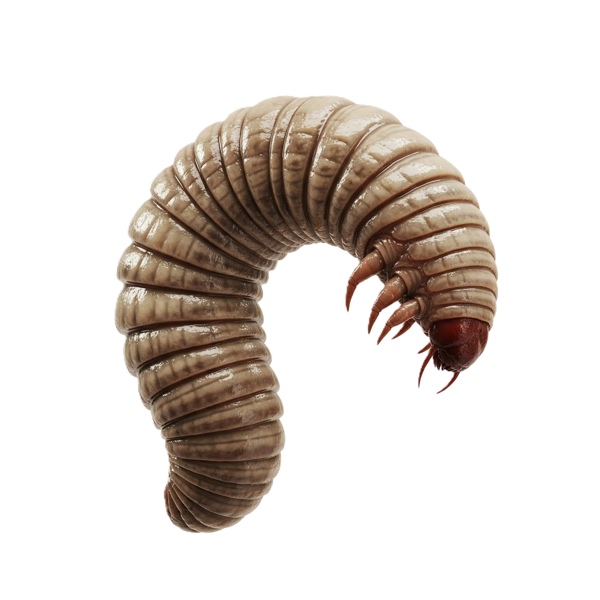 Guinea Worm