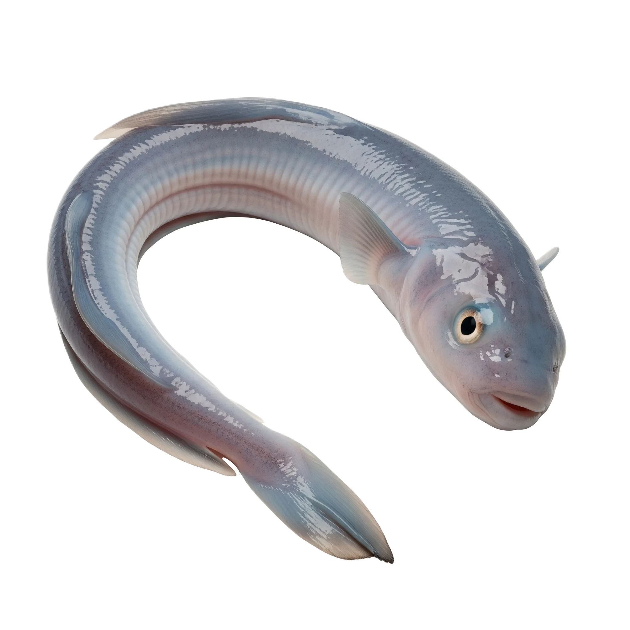 Hagfish